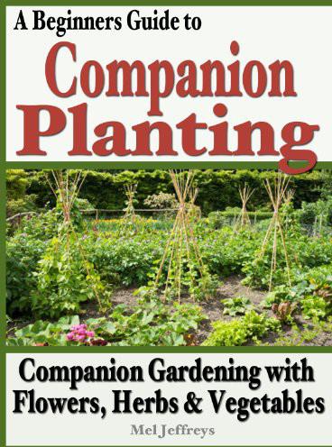 A Beginners Guide to Companion Planting: Companion Gardening With Flowers, Herbs & Vegetables